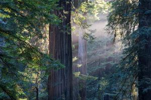 Actividad - Muir Woods y Sausalito - Excursión de medio día