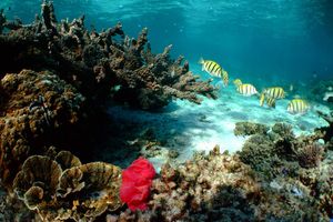 Actividad - Roqueta Island Snorkelling Tour