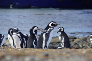 Actividad - Isla Magdalena: Caminata con Pinguinos y Faro