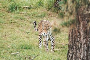 Actividad - Descubra Sun City y el Safari en la Reserva Natural de Pilanesberg - Excursión de día completo