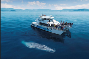 Actividad - Discover the Deep Auckland Whale and Dolphin Expedition - Half-Day Tour