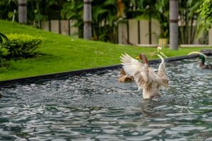 Alojamiento - Sayaji Raipur