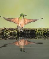 Hotel - Birdwatcher's House