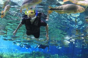 Actividad - Paquete Bonito y Pantanal