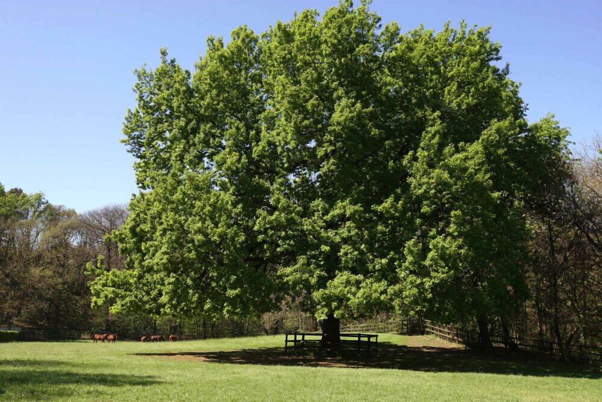 Comodidades del Alojamiento La Cucchetta