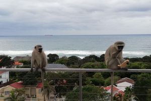 Alojamiento - Ocean Vista Boutique Guest House