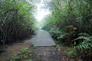 Actividad - Excursión a los Manglares de Churute