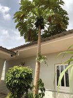 Alojamiento - Guest House Terezinha