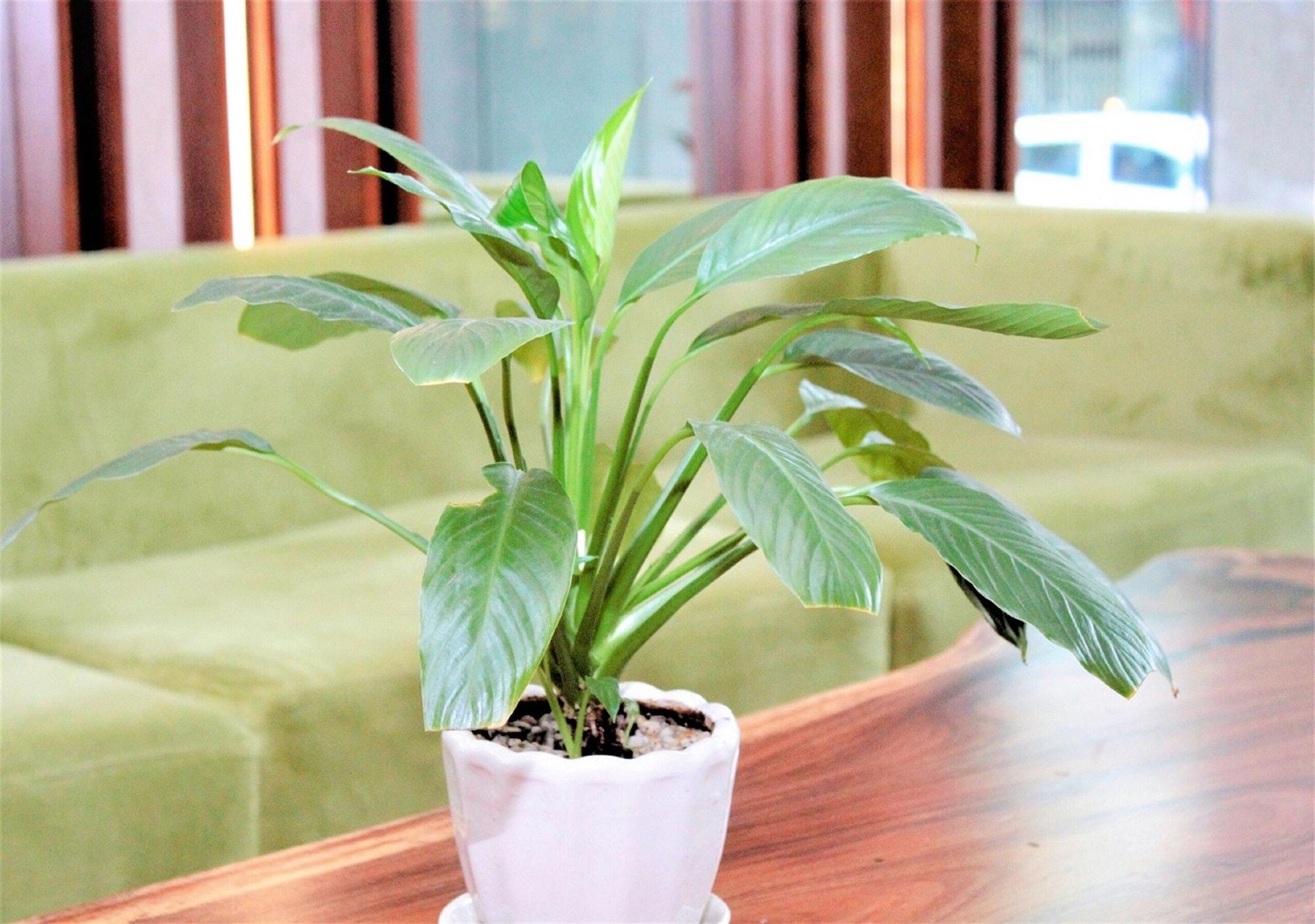 Vista Lobby GK Central Hotel