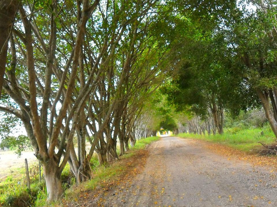 Varios Hotel Fazenda Pé da Serra