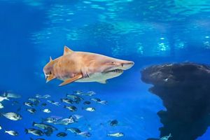 Actividad - Santo Domingo City Tour with Acuarium visit - Full-Day Tour