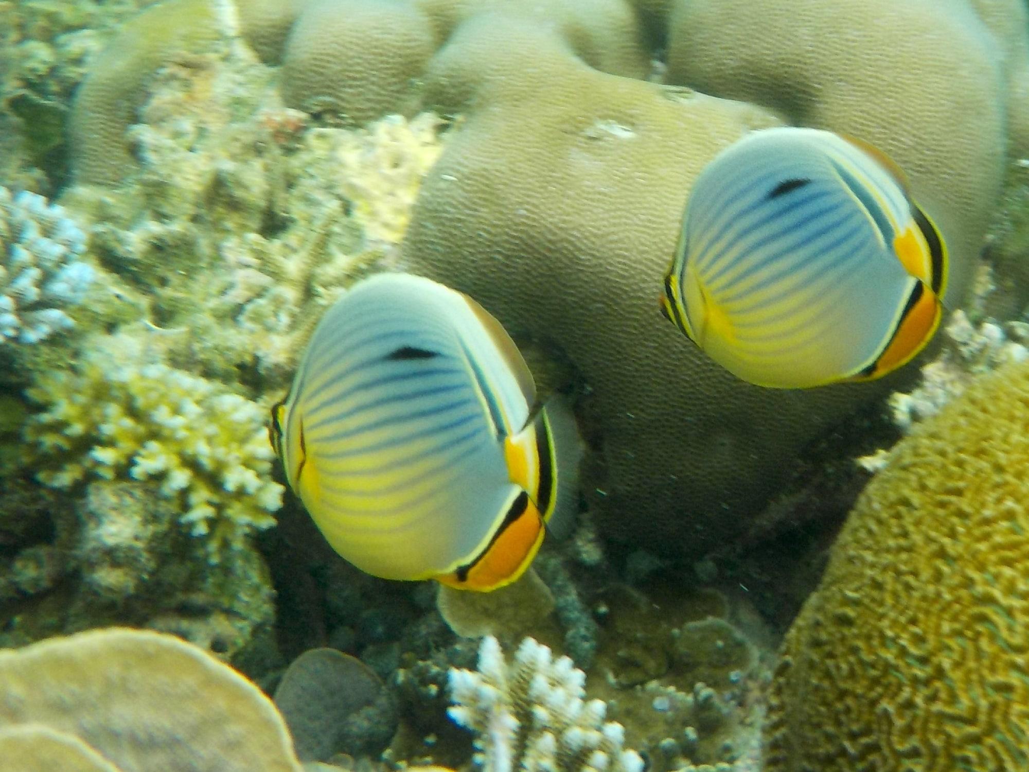 Gimnasio Vaali Maldives Island Escapes & Dive