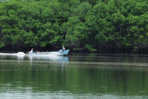 Actividad - Excursión a Puerto del Morro, Avistamiento de Delfines e Isla de Mona