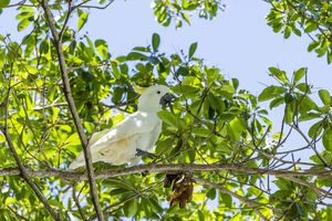Alojamiento - Kipara Tropical Rainforest Retreat