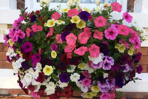 Alojamiento - Bowden Lodge Hotel