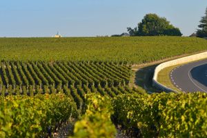 Actividad - Tour por la región de Médoc con cata de vinos