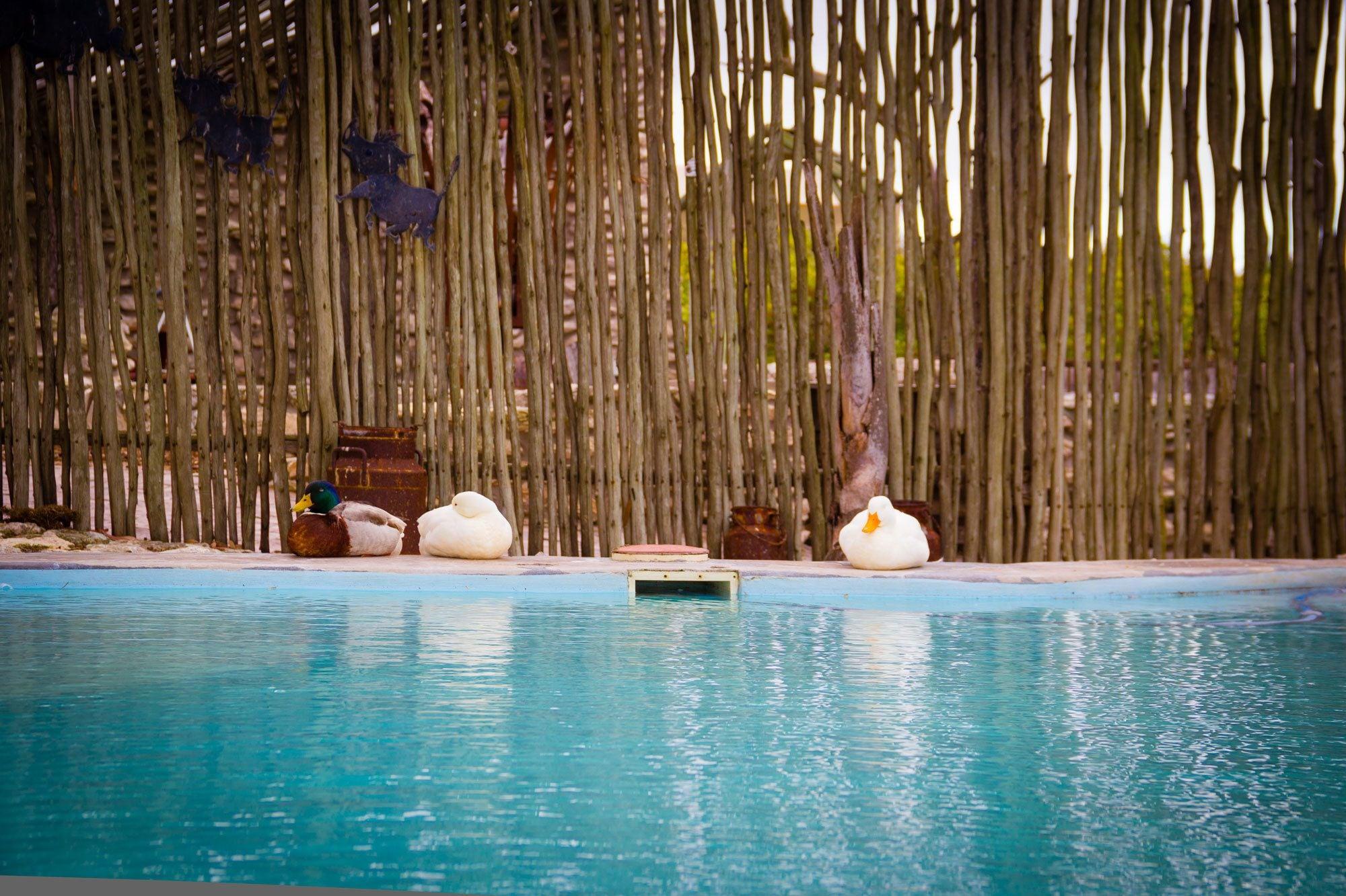 Vista Piscina Thali Thali Game Lodge