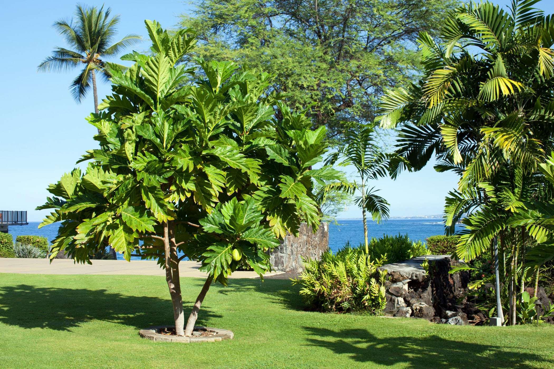 OUTRIGGER Kona Resort & Spa photo 27