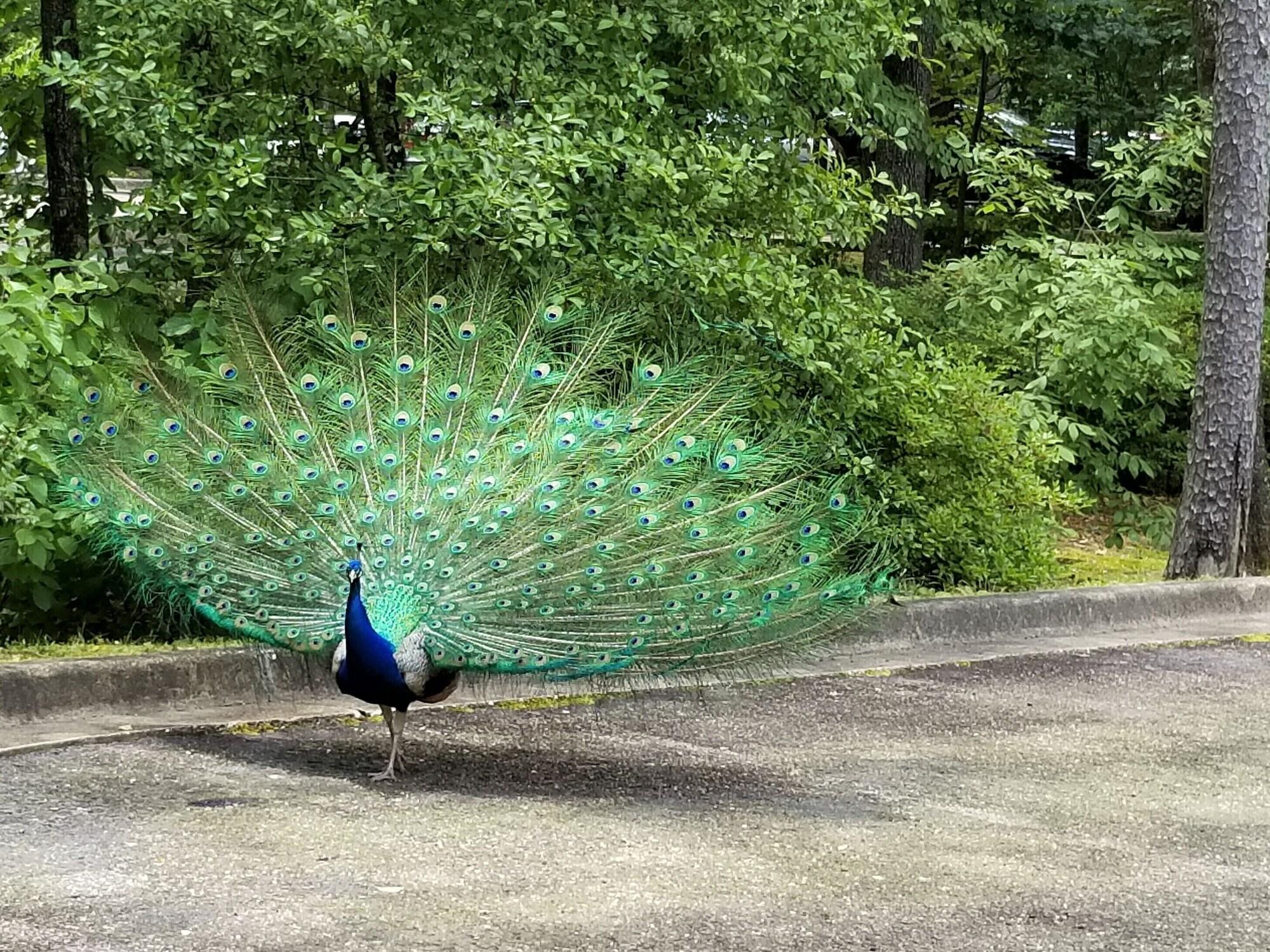 Vista Exterior Tiffanys Bed & Breakfast