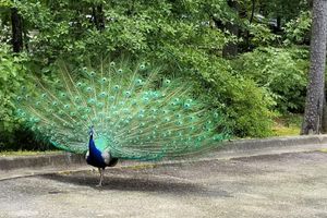 Alojamiento - Tiffanys Bed & Breakfast