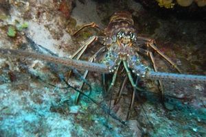 Alquiler Vacacional - The Pools #1- the Luxury Beachfront Hideaway with Private Pool