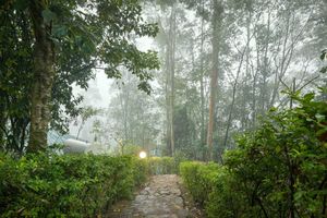 Alojamiento - Gorilla Safari Lodge