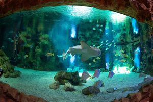 Actividad - Poema del Mar Aquarium - Entrada