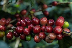 Actividad - Tour del café por Boquete
