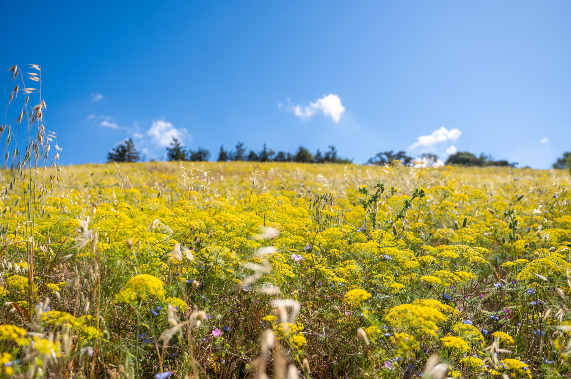 Vista Exterior Málaga Sierra De Las Nieves By Real Spain Hotels