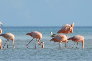 Activity - Yalahau Lagoon & Cenote Speedboat Tour