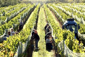 Actividad - Tour de Bodegas de Martinborough