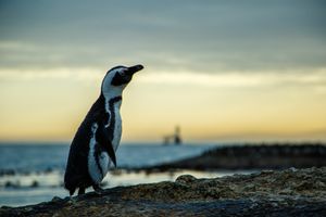 Actividad - Full Day Pinguinera Punta Tombo