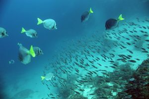 Actividad - Discover Scuba at Las Caletas