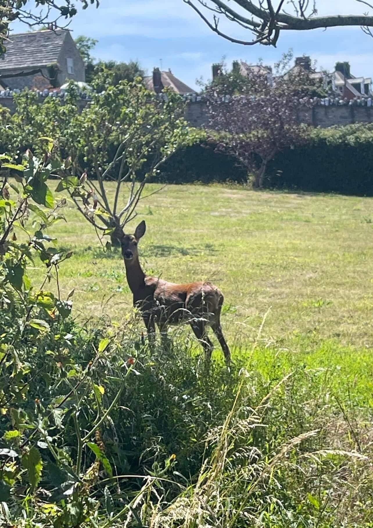 Vista Exterior Purbeck House Hotel