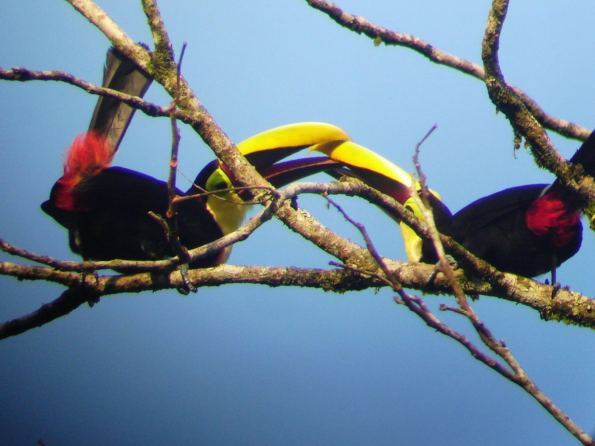 Instalaciones Recreativas Cabinas Ecogarden Arenal