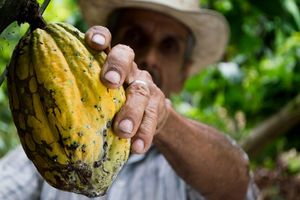 Actividad - Excursión Hacienda de Cacao viaje desde Guayaquil