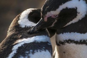 Actividad - Tour de Pingüinos a Isla Magdalena
