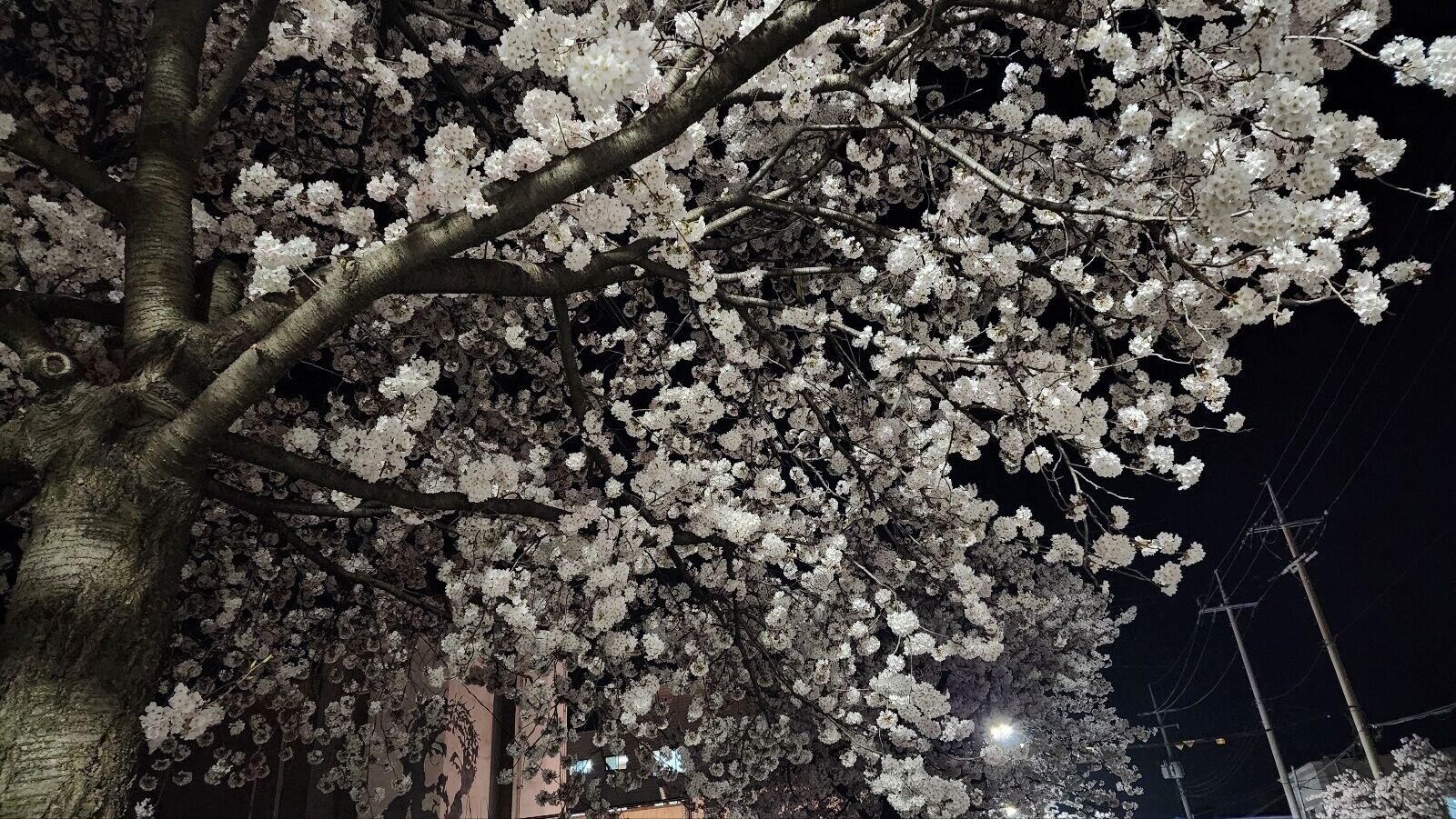 Vista Exterior SL Hotel Gangneung