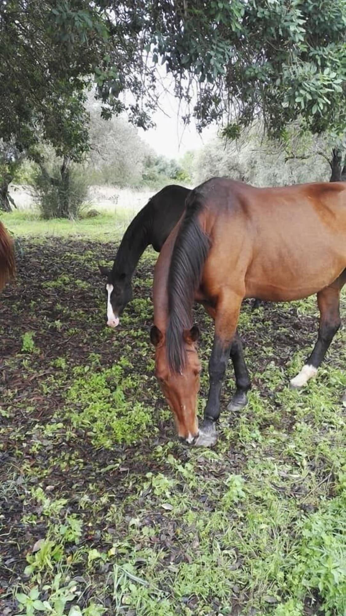 Instalaciones Recreativas Tenuta San Calogero