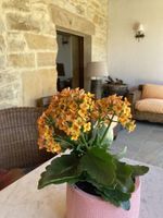 Alojamiento - Posada La Casona de Los Güelitos