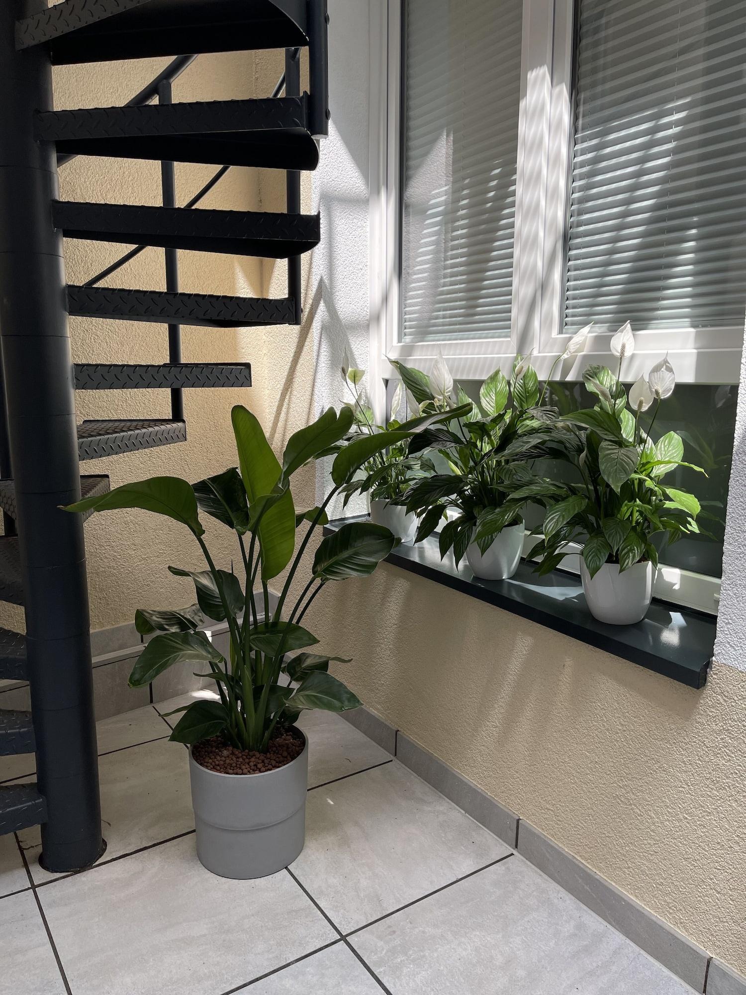 Vista Exterior Hotel Palm Premium