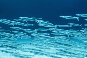 Actividad - Bautismo de buceo en Mahahual