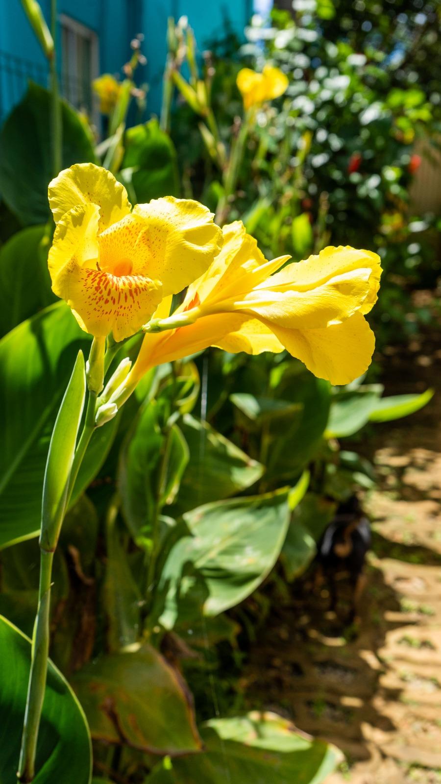 Vista Lobby Pousada Flor do Atlântico