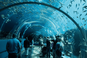 Actividad - Georgia Acuario - Atlanta