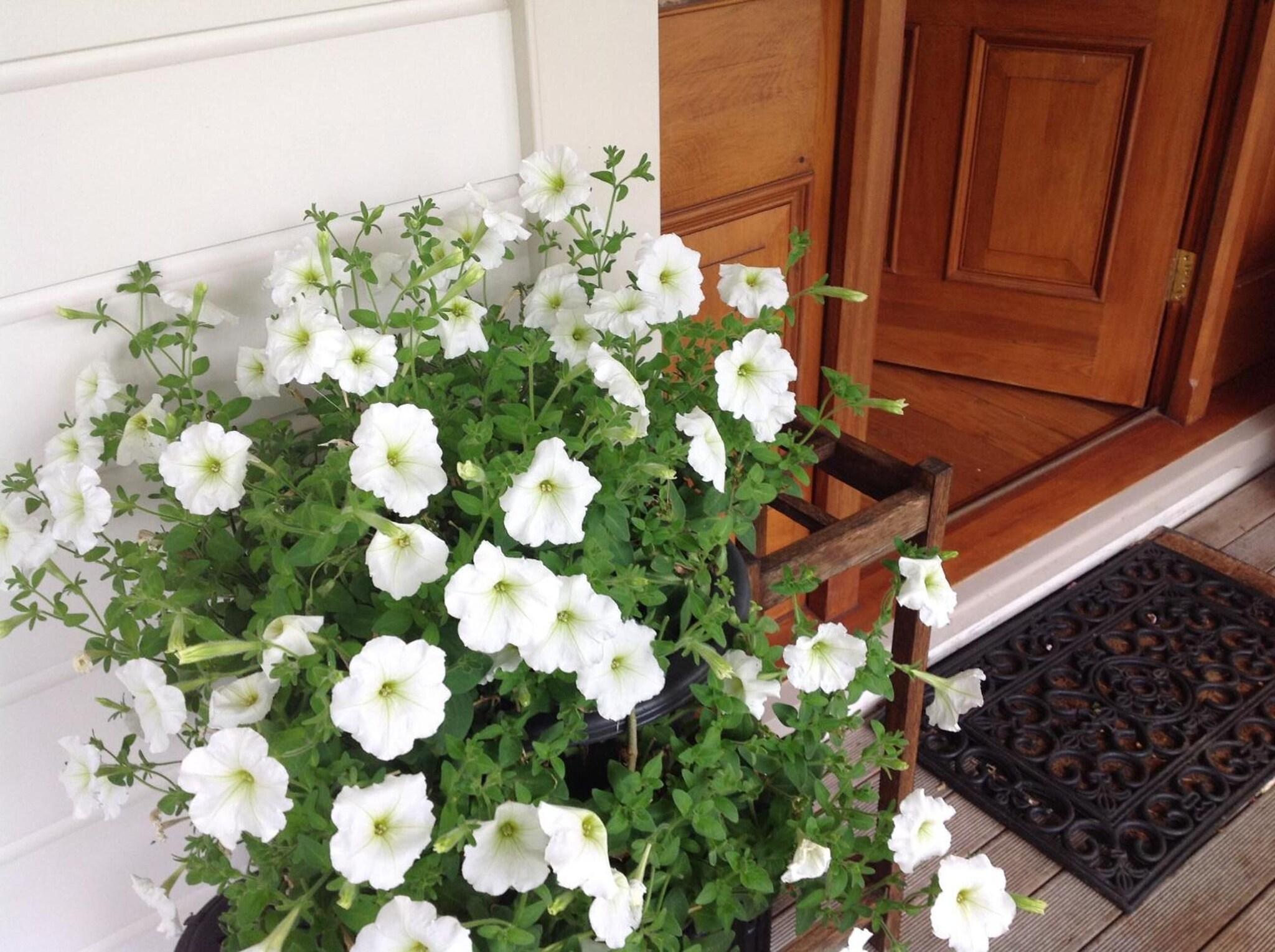 Vista Exterior Kippilaw House