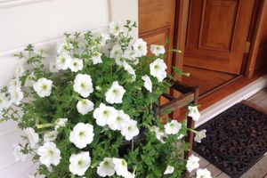 Alojamiento - Kippilaw House