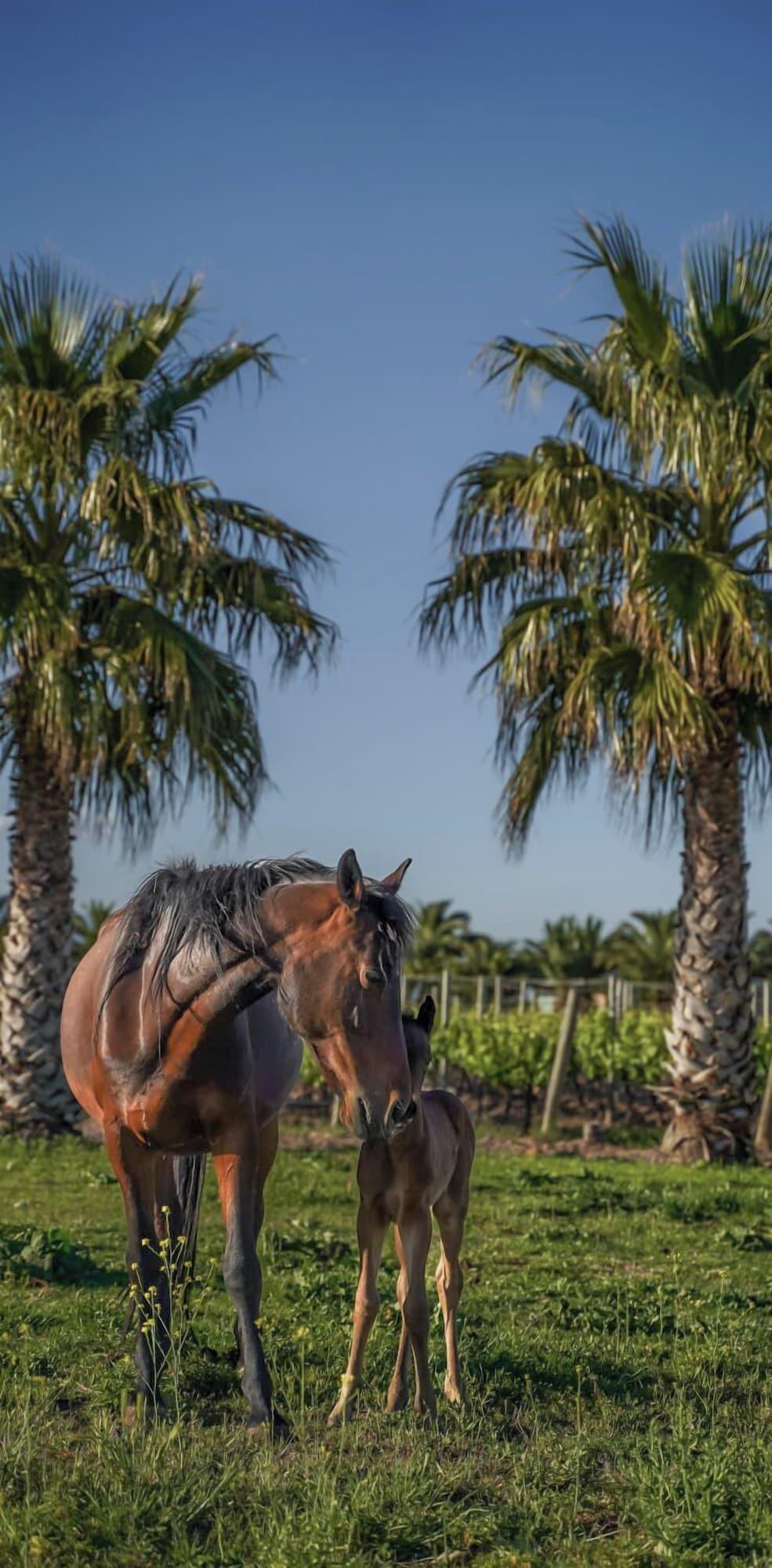 Instalaciones Recreativas Villas del Malbec Lodge
