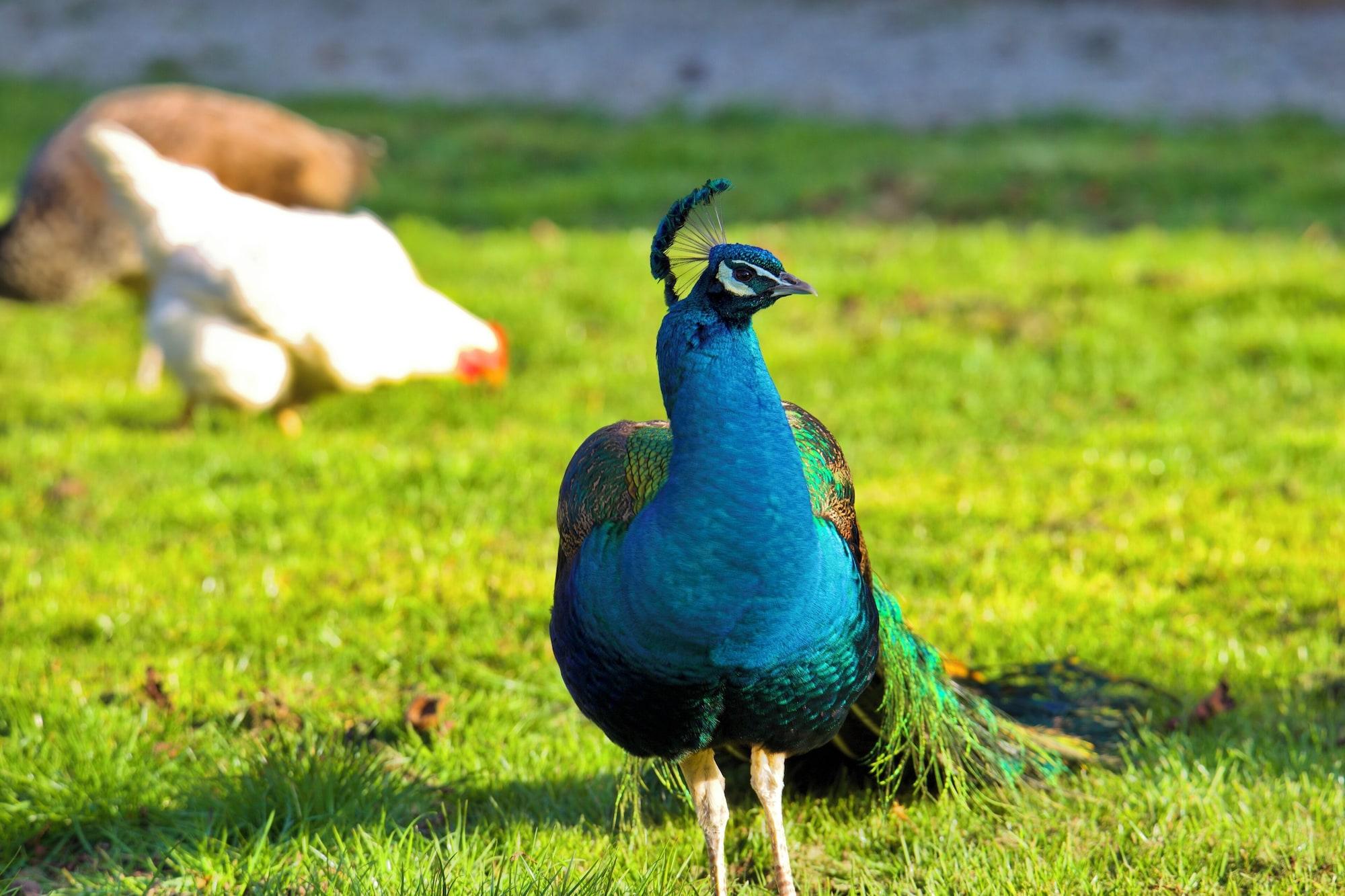 Vista Exterior Château d'Aigneville
