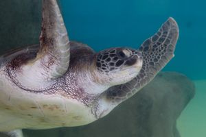 Actividad - Paquete Acuario, Mandinga y Centro