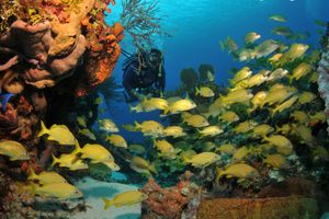 Actividad - Bautismo de buceo en las aguas cristalinas de Búzios